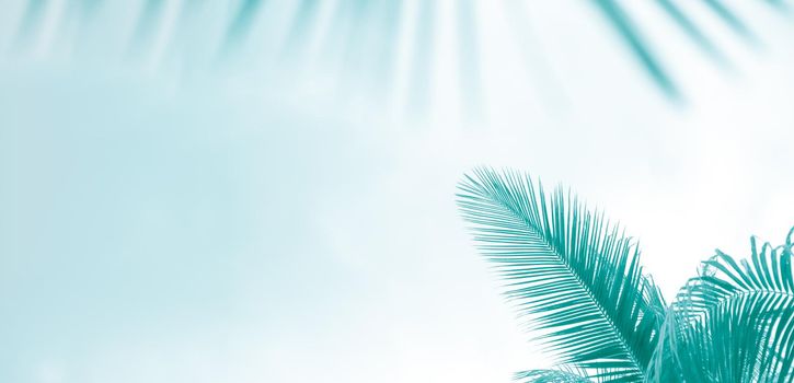 Palm leaves on a light blue-green background, toned template for text, panorama with copy space.