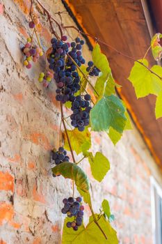 A vine with ripe black grapes is woven along the brick wall of a village house. Harvesting in the fall.