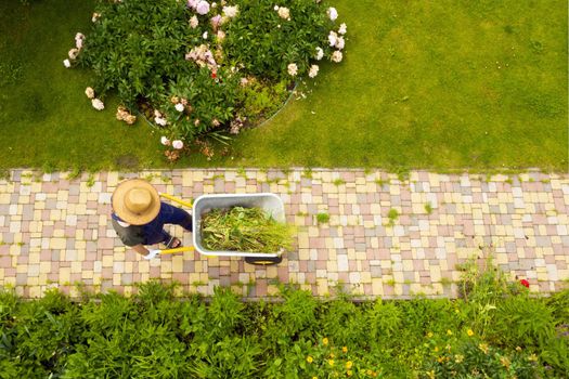 A young man with hands in gloves is carrying a metal garden cart through his beautiful green blooming garden. A professional gardener is carrying a wheelbarrow on a garden path