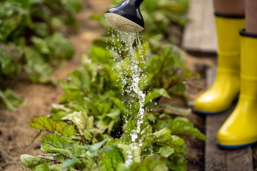A young girl in rubber boots is going to water plants in her beautiful summer garden. A professional woman gardener with a watering can is irrigating her lawn and flowers.
