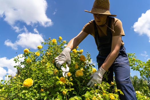 A young man with hands in gloves is trimming bushes of roses in his garden with a secateur. A professional gardener is cutting roses with a garden pruner.