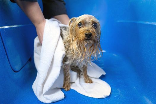 Close-up of professional pet groomer drying a wet a dog Yorkshire Terrier wrapped in a white towel at pet grooming salon. High quality photo.