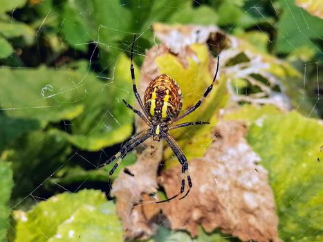 Macro spider close-up shot. Spider in the wild nature weaving web. Toxic wild spider. . High quality photo