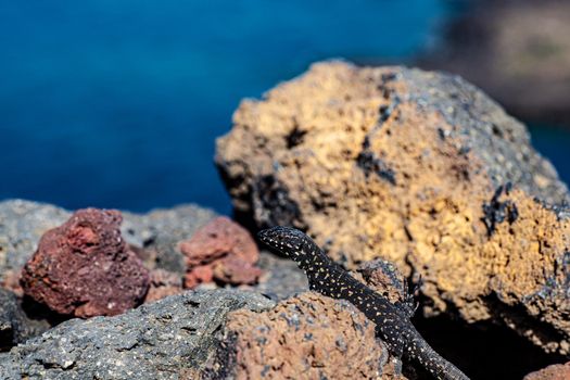 Close up of the filfola lizard or Maltese wall lizard on the lava stone of Linosa, Pelagie island. Sicily