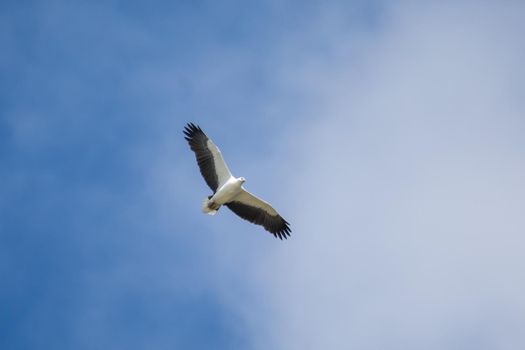 White-bellied sea eagle flying in the air. High quality photo