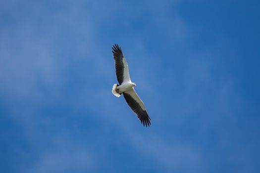 White-bellied sea eagle flying in the air. High quality photo