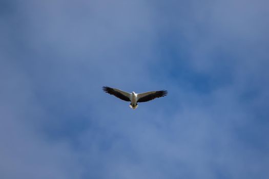 White-bellied sea eagle flying in the air. High quality photo