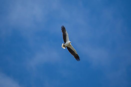 White-bellied sea eagle flying in the air. High quality photo