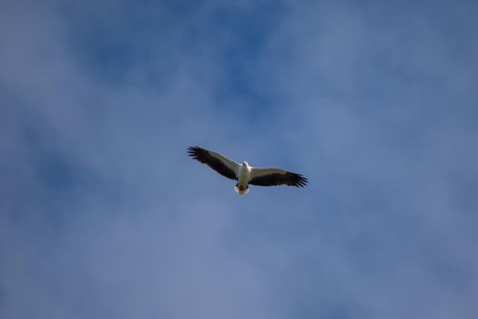 White-bellied sea eagle flying in the air. High quality photo