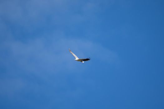 White-bellied sea eagle flying in the air. High quality photo