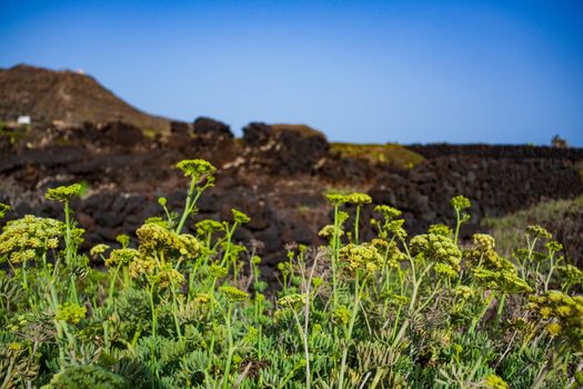 Crithmum maritimum know as samphire or sea fennel , Linosa. Sicily