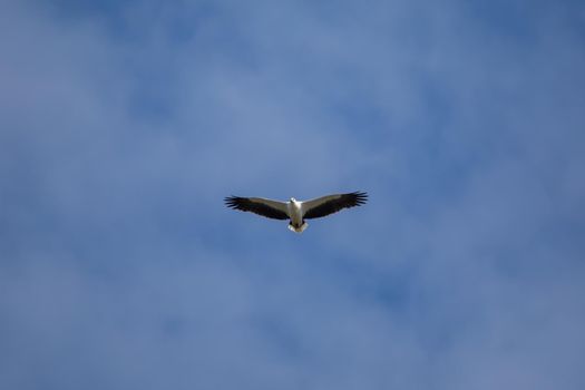 White-bellied sea eagle flying in the air. High quality photo