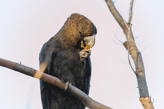 A Male Glossy black cockatoo feeding on allocasuarina diminuta . High quality photo