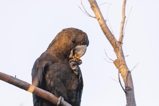 A Male Glossy black cockatoo feeding on allocasuarina diminuta . High quality photo