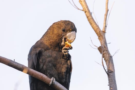 A Male Glossy black cockatoo feeding on allocasuarina diminuta . High quality photo