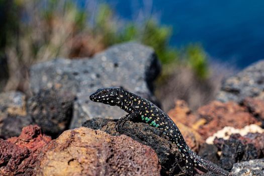 Close up of the filfola lizard or Maltese wall lizard on the lava stone of Linosa, Pelagie island. Sicily