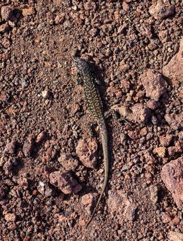 Top view of the filfola lizard or Maltese wall lizard on the lava sand of Linosa, Pelagie island. Sicily