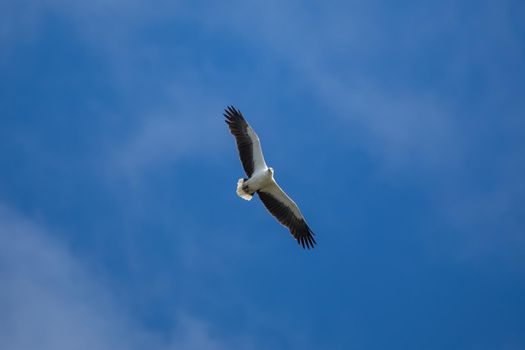 White-bellied sea eagle flying in the air. High quality photo