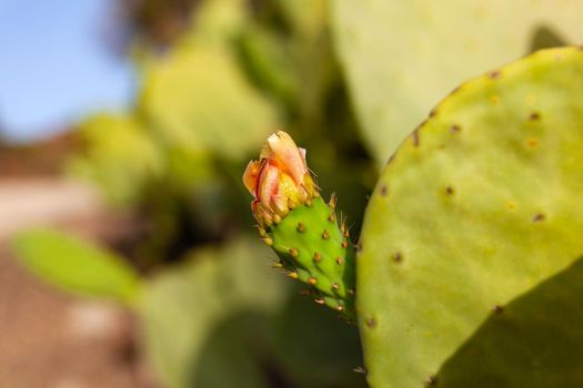 Close up of prickly pear flower blooming