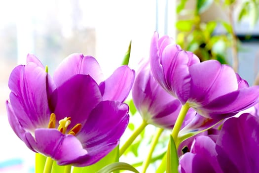 Flowering purple tulips. Bouquet of fresh flowers