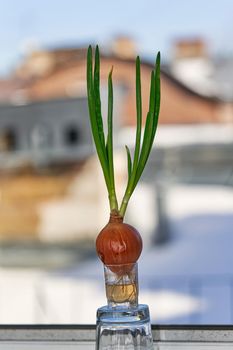 Green onions are grown in the winter at home on a windowsill. Home agriculture