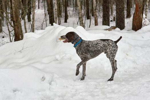 Hunting German Short haired Pointing Pointer Kurzhaar in the winter park. Close up