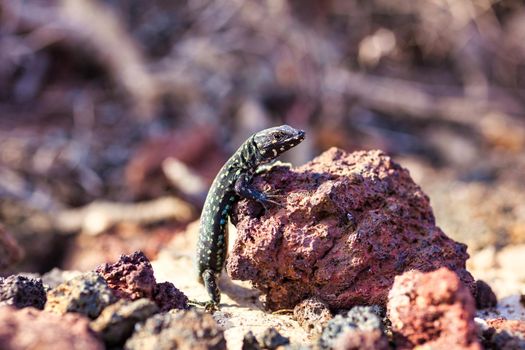 Close up of the filfola lizard or Maltese wall lizard on the lava stone of Linosa, Pelagie island. Sicily