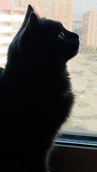 A black cat is sitting on the windowsill. This cat's life is very good.