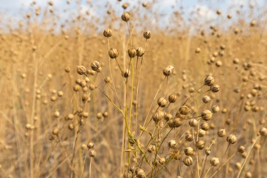 stems of ripe flax close-up as a background. High quality photo