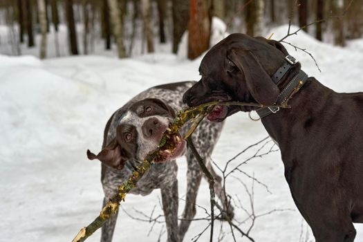 Two dogs play with a tree branch on a winter forest road. Two dogs playing for a walk