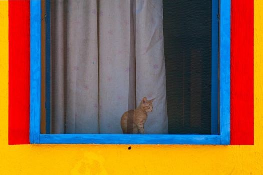 Cat sitting behind window of a colorful house painted with yellow, red and blue colors