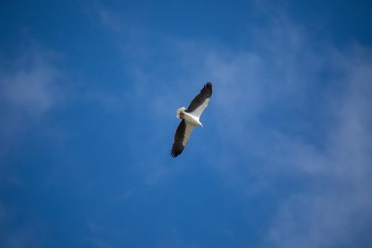 White-bellied sea eagle flying in the air. High quality photo