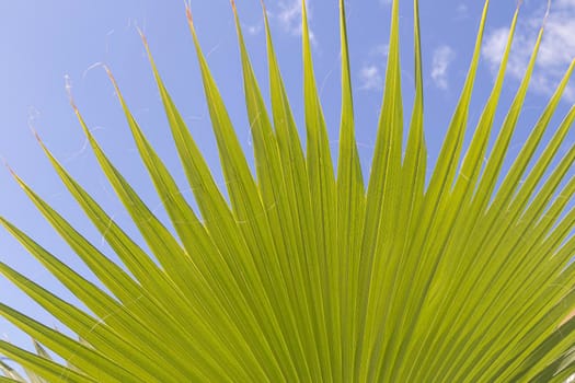 green palm leaf close-up against the blue sky. High quality photo