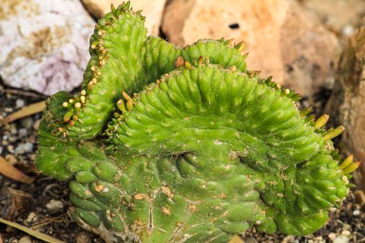 Cereus Repandus plant in the garden under the sun in Spain
