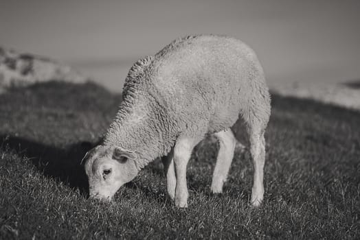 Sheep in Norway walking freely