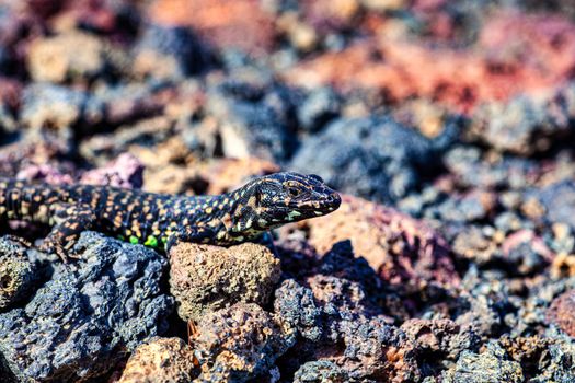 Close up of the filfola lizard or Maltese wall lizard on the lava stone of Linosa, Pelagie island. Sicily