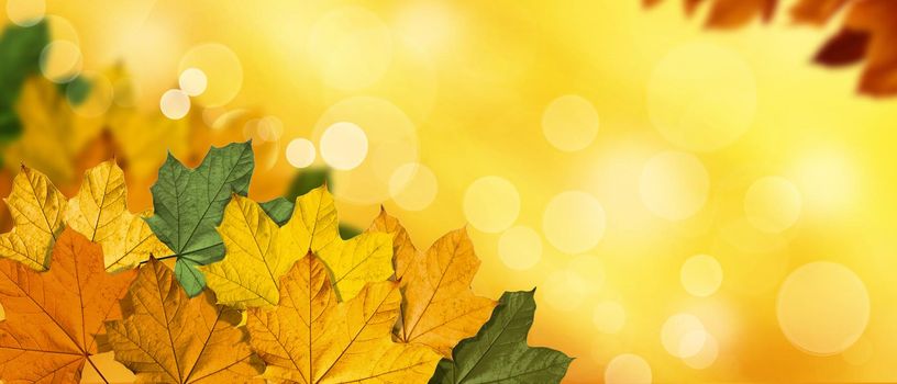 Beautiful autumn background with yellow and red leaves.