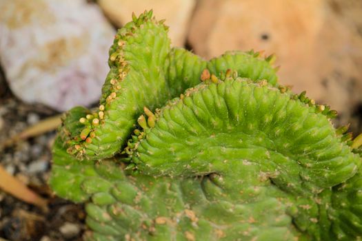 Cereus Repandus plant in the garden under the sun in Spain