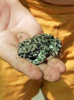 An earthen toad on a child's hand human hand in a glove holds an earthen toad. High quality photo