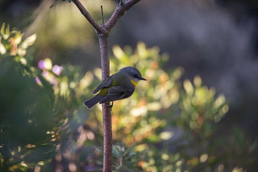 Eastern yellow breasted robin perched in a tree in the forest. High quality photo