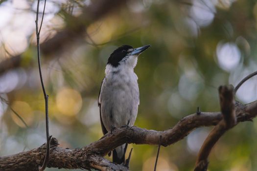 Australian Grey Butcherbird resting on branch. High quality photo