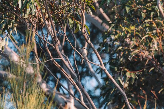 Sacred Kingfisher Perched in a Tree. High quality photo