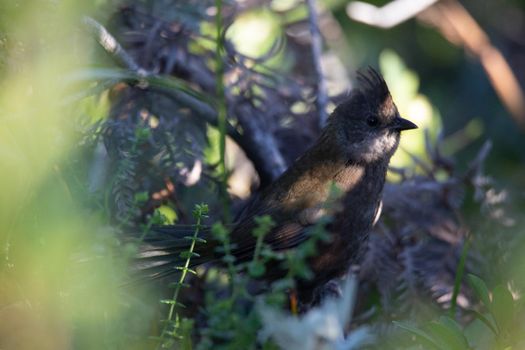 the eastern whipbird is perched on a bush. High quality photo