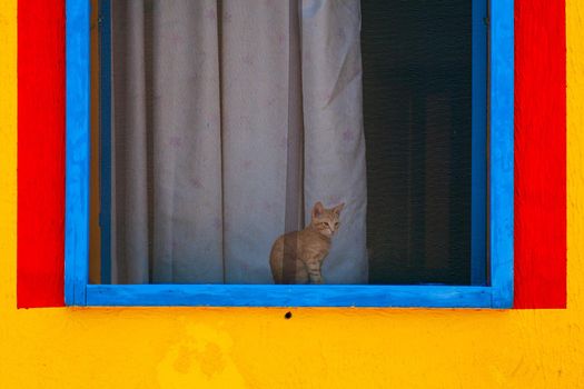 Cat sitting behind window of a colorful house painted with yellow, red and blue colors