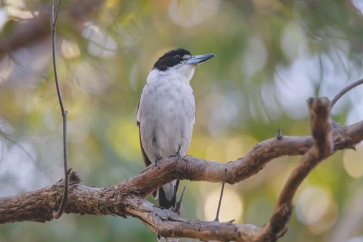 Australian Grey Butcherbird resting on branch. High quality photo