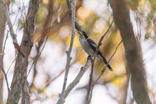 Australian Grey Butcherbird resting on branch. High quality photo