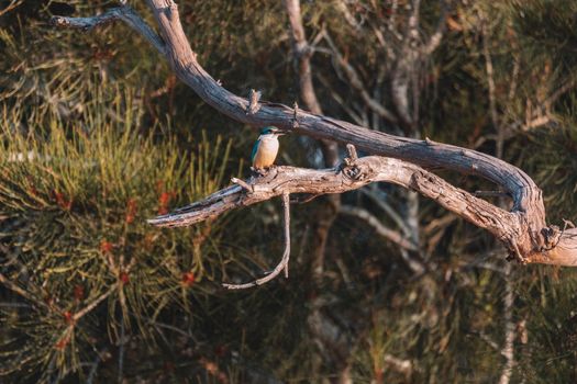 Sacred Kingfisher Perched in a Tree. High quality photo