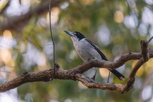 Australian Grey Butcherbird resting on branch. High quality photo