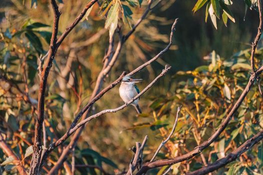 Sacred Kingfisher Perched in a Tree. High quality photo