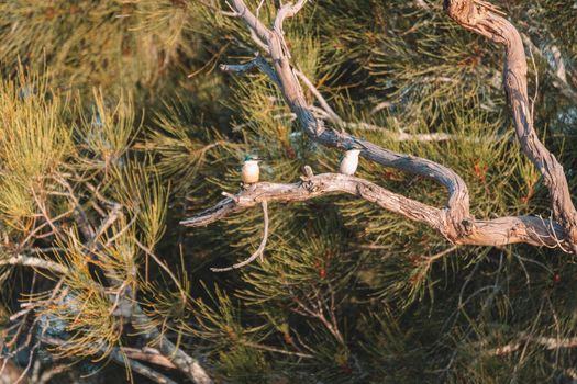 Sacred Kingfisher Perched in a Tree. High quality photo